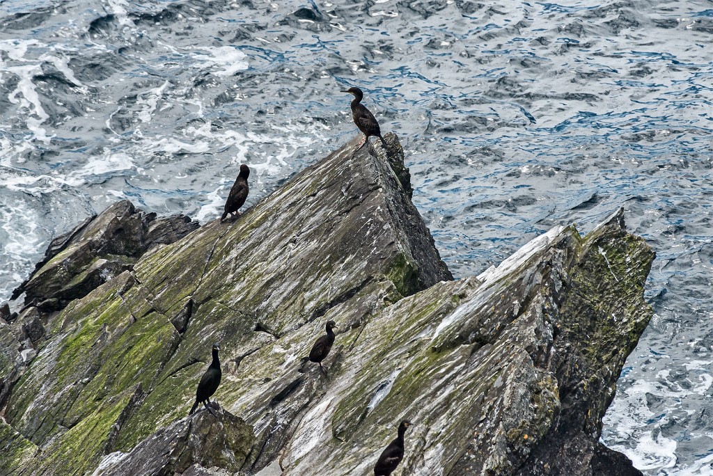 Shetland 559 copia